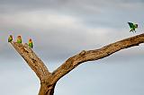 Tanzania Memy - 039